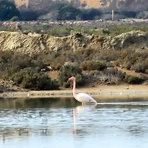 Flamingos View In Cabo De Gata El Pozo del Cabo